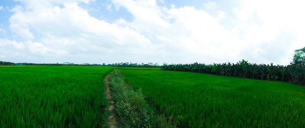 Paddy Field tamil nadu