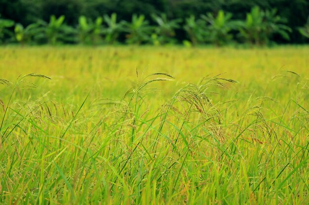 Paddy pole z dojrzałe ryżowe rośliny przygotowywać dla zbierać