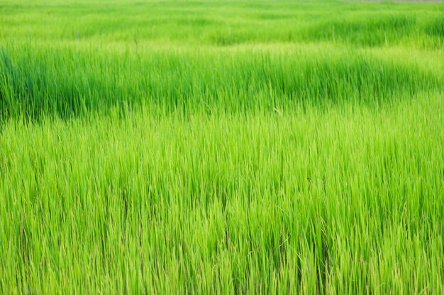 Paddy Rice