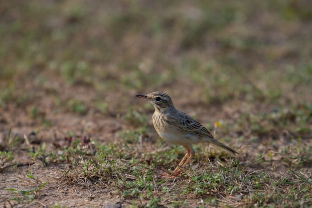 Paddyfield pipit or Oriental pipit bird