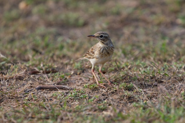 Zdjęcie paddyfield pipit or oriental pipit bird