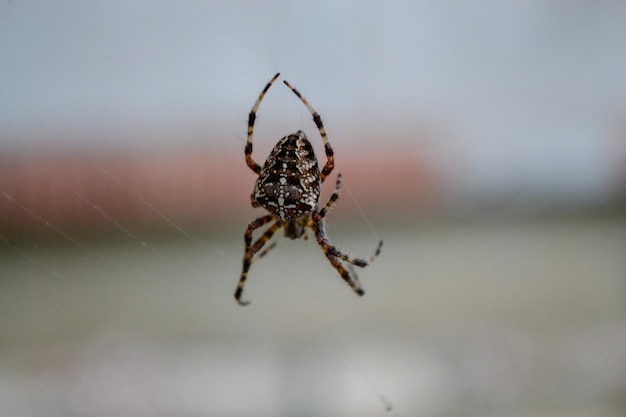 Zdjęcie pająk je muchę na swojej sieci europejski pająk ogrodowy diadem krzyż pająk pająk koronowany kula tkacz krzyżak diadematus