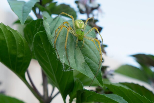 Zdjęcie pająk lyssomanes viridian powszechnie znany jako magnolia green jumper z rodziny salticidae