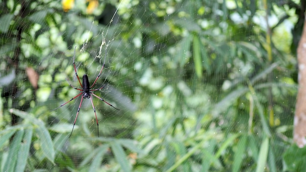 Pająk na sieci pająku z natury tłem.