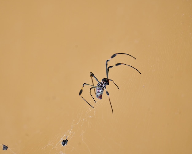 Pająk Nephila znany jako złoty jedwabny pająk ze względu na kolor swojej sieci chroniący przed światłem słonecznym