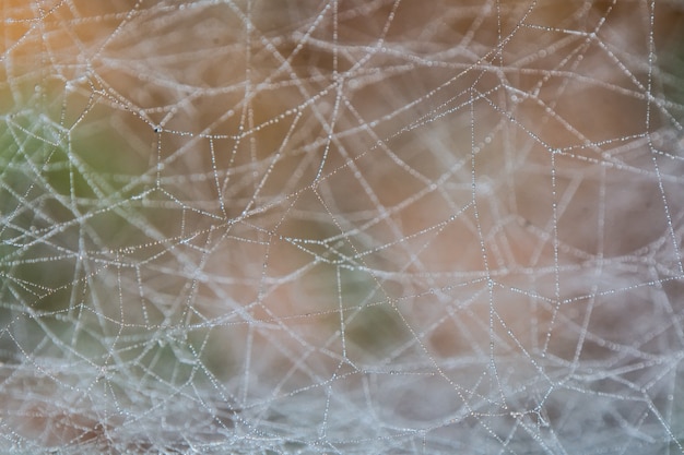 Zdjęcie pająk netto z kropli wody