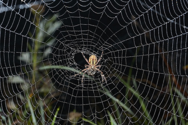 Pająk-osa (łac. Argiope Bruennichi). Pająk i pajęczyna w rosie w silnej mgle o świcie.