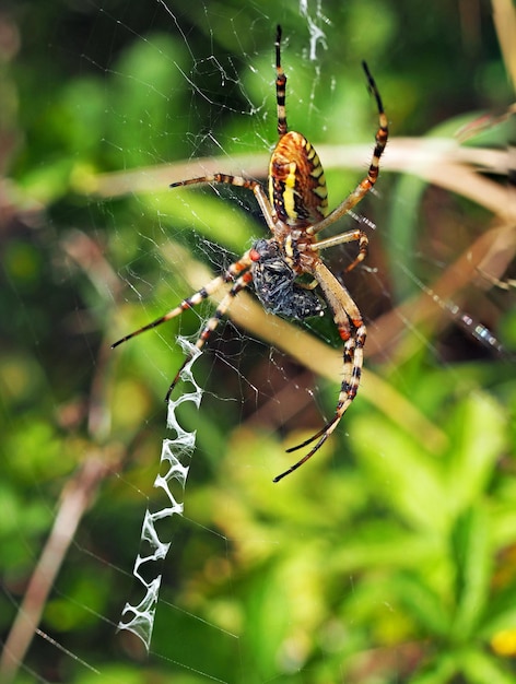 Pająk osy i to zdobycz. Fotografia makro pająka Argiope bruennichi mucha jedzenia.