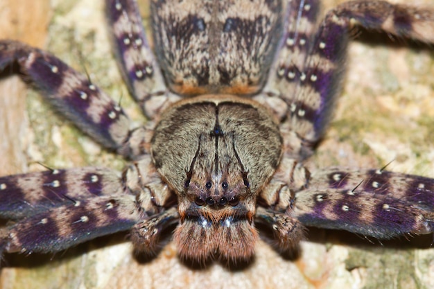 Zdjęcie pająk (tarantula), luneta heteropoda