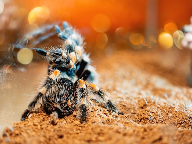 Pająk tarantuli