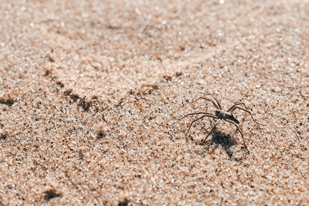 Pająk w piasku na plaży