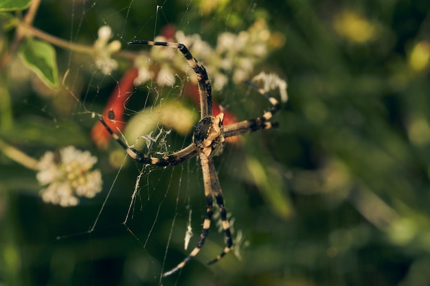 Pająk w sieci Argiope argentata