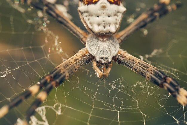 Pająk w sieci Argiope argentata