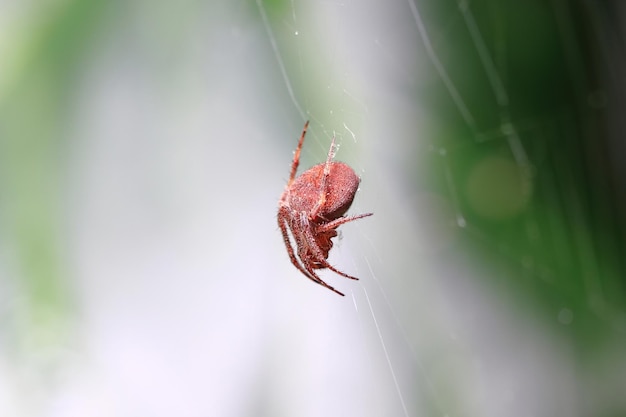 Pająk w sieci Makro (Głębia ostrości)