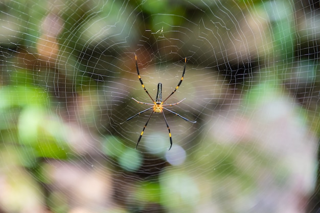 Zdjęcie pająk w środku swojej sieci, pająk czeka na ofiarę w sieci w parku narodowym.