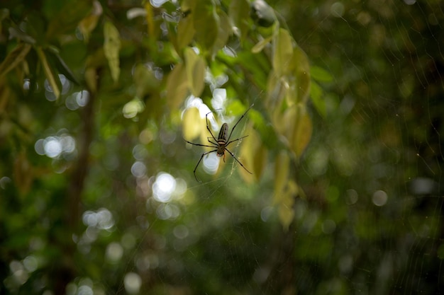 Pająk ze złotego drewna Nephila pilipes czeka na zdobycz na sieciach w dzikim Tailand