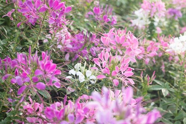 Pająka kwiat w ogródzie dla tła (Cleome hassleriana)