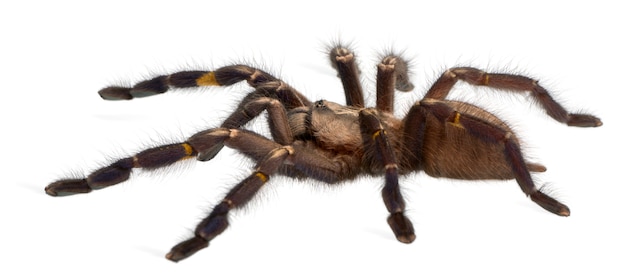 Pająka Tarantula, Poecilotheria Metallica, Przed Białym Tle