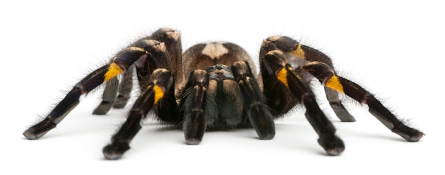 Pająka Tarantula, Poecilotheria Metallica, Przed Białym Tle