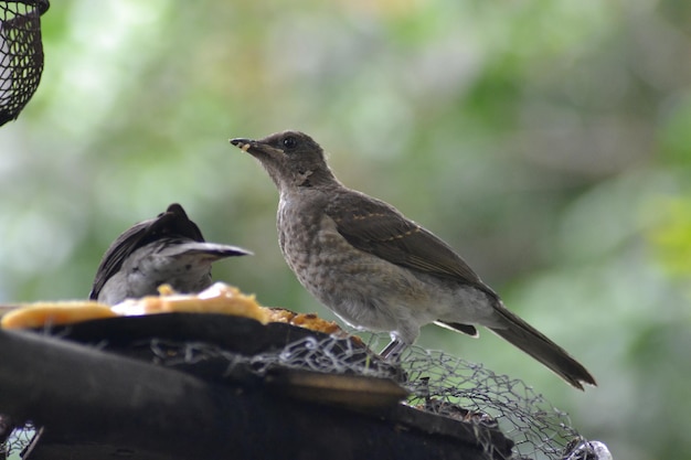 pajaritos