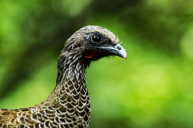 Pajaros