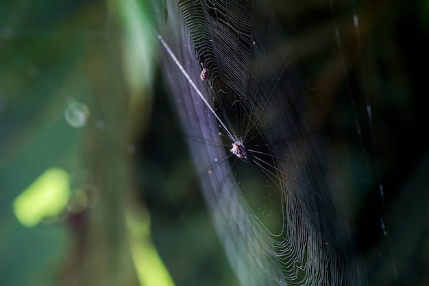 Zdjęcie pajęcza sieć