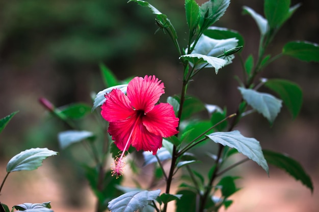 Pąk Kwiatu Hibiskusa W Pełnym Rozkwicie W Ogrodzie W Jasny Słoneczny Dzień