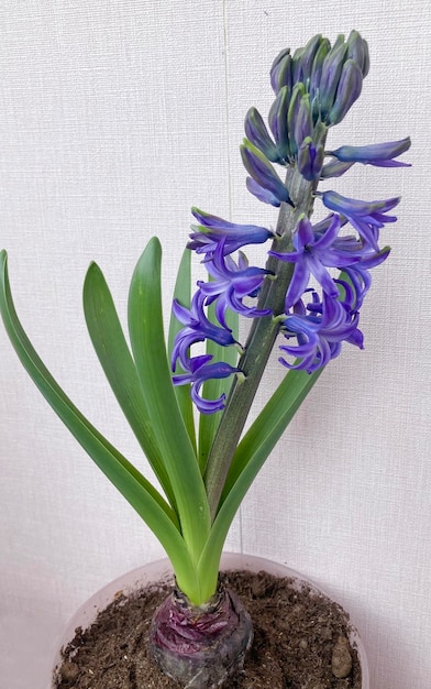 Pąk niebieskiego Hyacinthus oriental w garnku