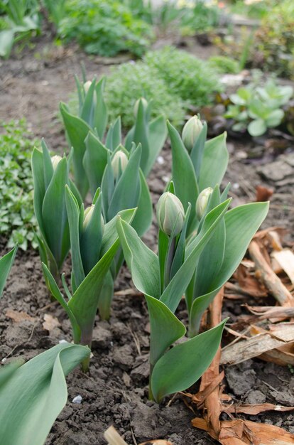 Pąk tulipana na zielonym tle Rosnący pączek tulipana