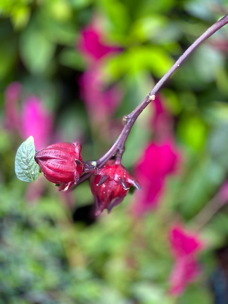 Pąki hibiskusa pąki kwiatu hibiskusa hibiskusa