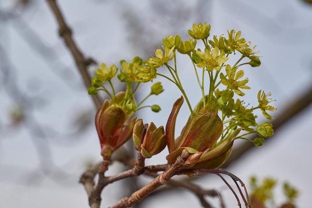 Pąki kwiatowe klonu ostrokrzewu kwitną łac. Acer platanoides