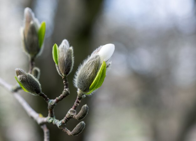 Pąki kwiatowe magnolii na wiosnę, selektywne skupienie, makro