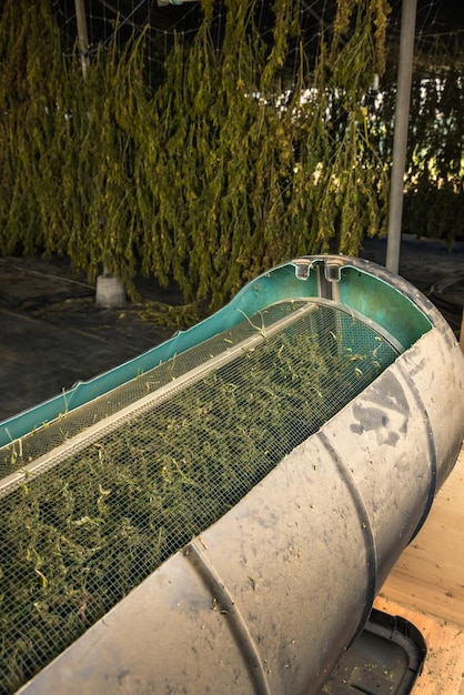 Pąki marihuany w elektrycznej maszynie do przycinania w stodole Organiczna tkanina Cannabis Sativa