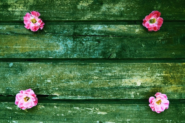 Pąki różowych róż frotte na drewnianym tle Cztery piękne róże są ułożone na stole w rogach Skopiuj miejsce Wolne miejsce na tekst Układ pocztówki na powierzchni Zielony ton