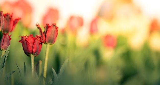 Pąki różowych tulipanów o zachodzie słońca