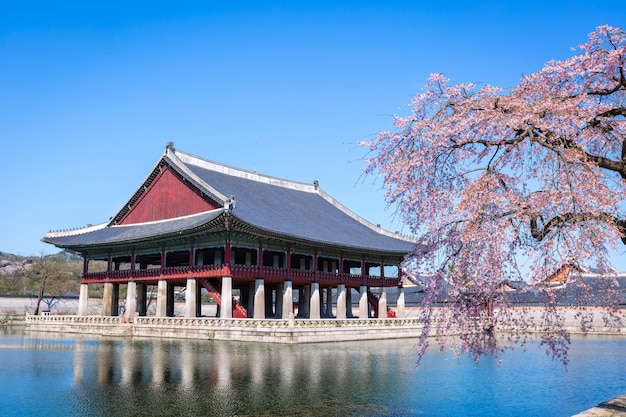 Pałac Gyeongbokgung z drzewem wiśniowym wiosną w Seulu w Korei Południowej