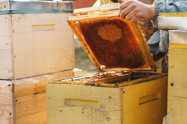 Palacz pszczół służy do uspokajania pszczół przed usunięciem klatki
