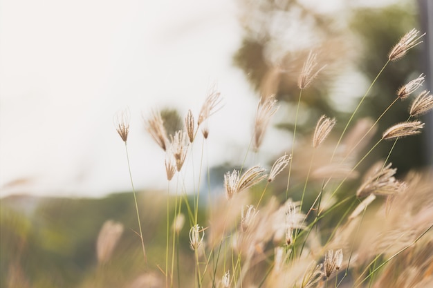 Zdjęcie palcowa trawa z rozmytym zielonej trawy i światła słonecznego tłem (nabrzmiała palcowa trawa)