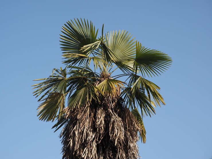 Zdjęcie palm areaceae