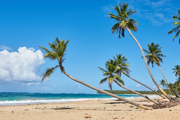 Palm Beach na tropikalnej wyspie Idyllic Paradise - Karaiby - Dominikana Punta Cana