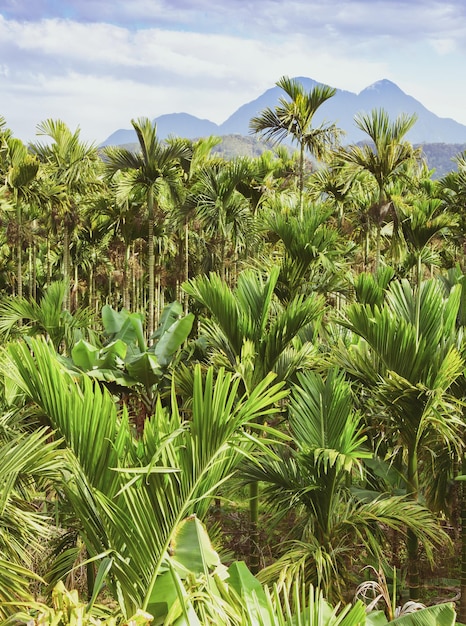 Palm Forest