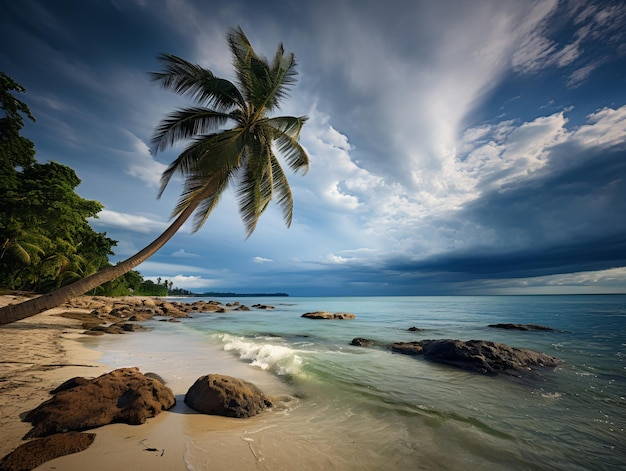 Palm i tropikalna plaża