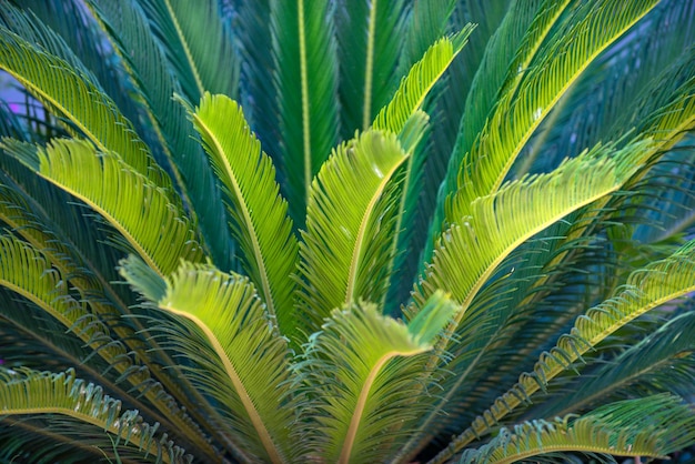 Palm pozostawia tło naturalną zieloną teksturę z palmowymi liśćmi w tle tropikalnych drzew design