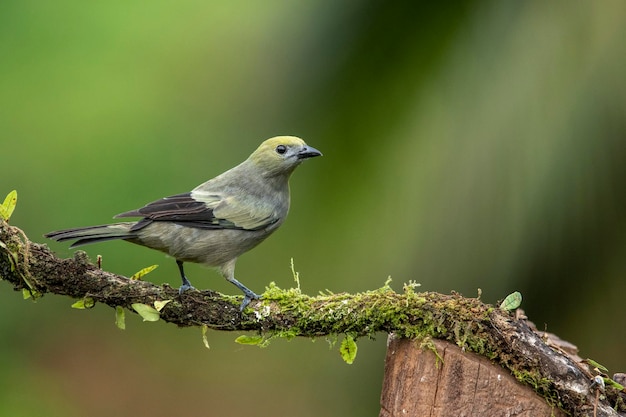 Palm tanager jest średniej wielkości ptakiem śpiewającym. Ten tanager jest uznanym hodowcą od południowej Nikaragui do Boliwii, Paragwaju i południowej Brazylii. Również rozmnaża się w Trynidadzie i od 1962 w Tobago.