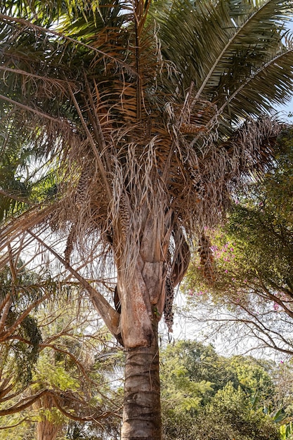 Palma Babassu z gatunku Attalea speciosa