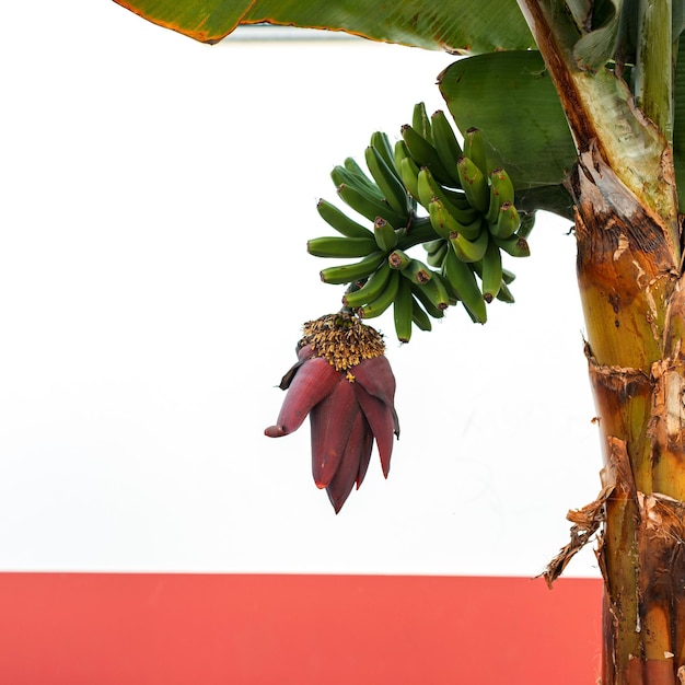 Palma Bananowa Z Kwiatami Liści I Bananami Na Białym Tle Zdrowa Surowa żywność I Owoce