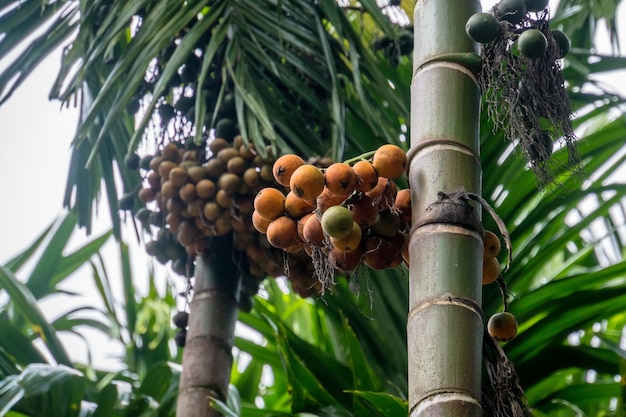 Palma betelowa lub orzech betelowy
