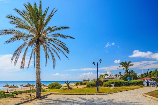 Palma daktylowa na plaży w Hammamet Tunezja