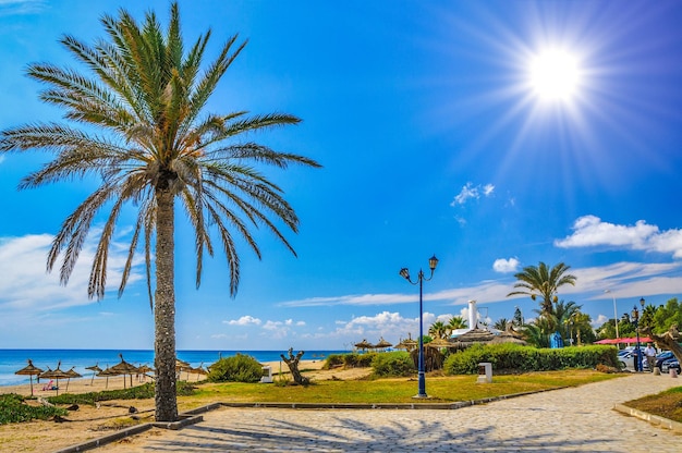 Zdjęcie palma daktylowa na plaży w hammamet tunezja