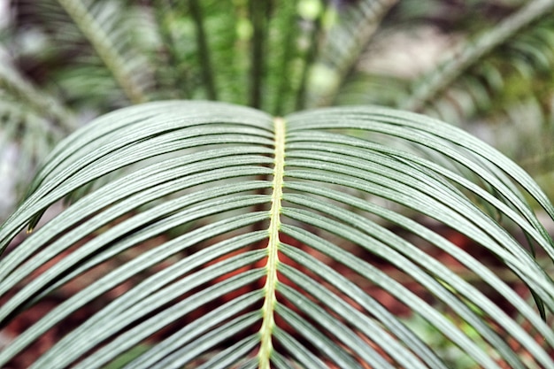 Palma Houseplant. Młode Eleganckie Zielone Liście Wewnętrznej Palmy W Domu. Tropikalne Rośliny I Drzewa.